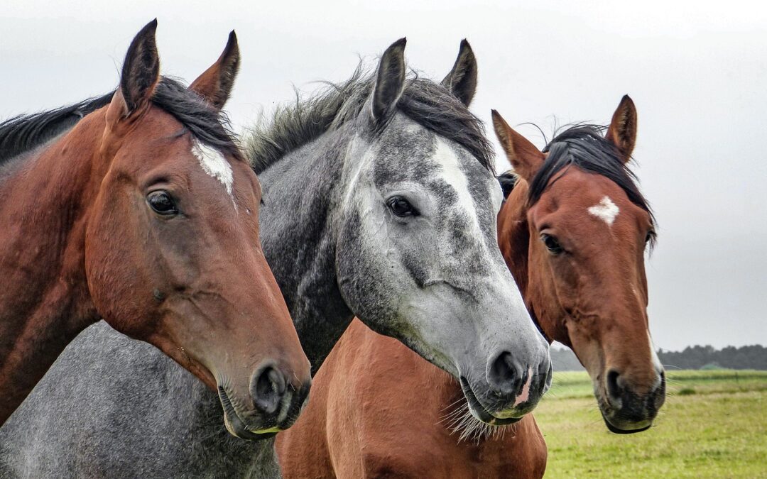 Journée au pré des chevaux de Fred